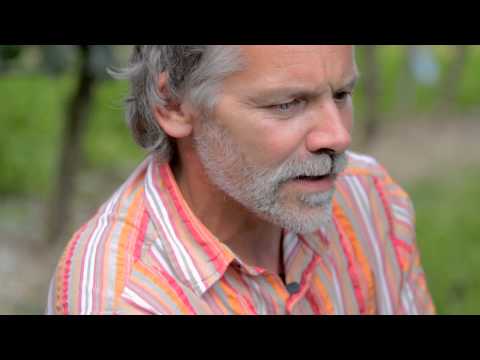 Die Weinexperten: Alles über den Rebstock