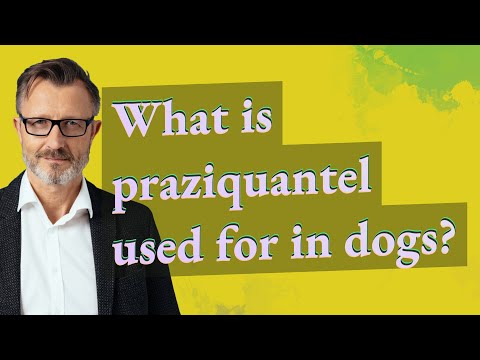 Veko milbental l milbemycin oxime tablets