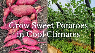 How to Grow Sweet Potatoes VERTICALLY (cool climate gardening technique)