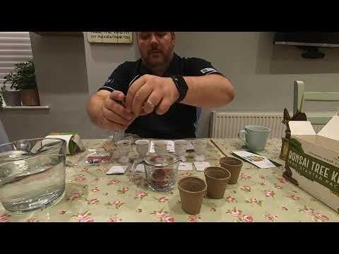Urban Sprout Bonsai Kit - Episode 1