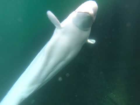 My first meeting with Hvaldimir Shibbytraveler.com