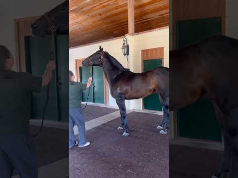 CARTERS CARTEL 😮‍💨🔥#shortsvideo#fypシ#rodeo #cowgirls#stallions#winner#track#Cowgirl#viral#horse