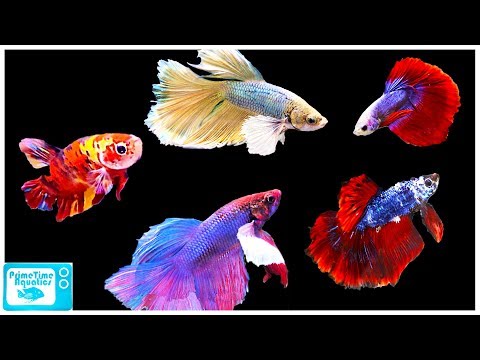 Betta Fish Care Guide: Everything You Need to Know!