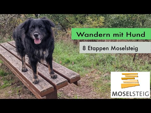 Wandern mit Hund - 8 Etappen Moselsteig