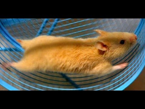 Funny hamsters in wheel videos   Funny animals compilation  2019