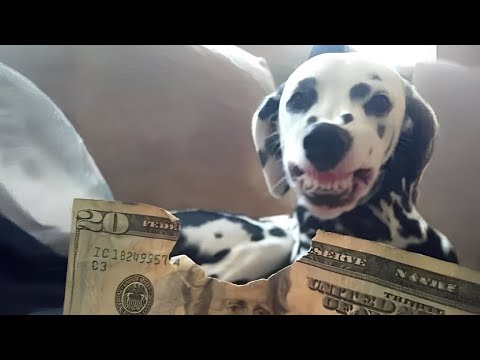 Le chien est vraiment cassé et a tout changé vidéos drôles de chiens