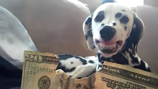 Miniature vidéo