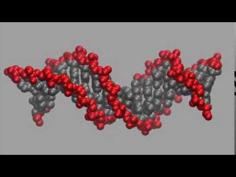 DNA twisting mode