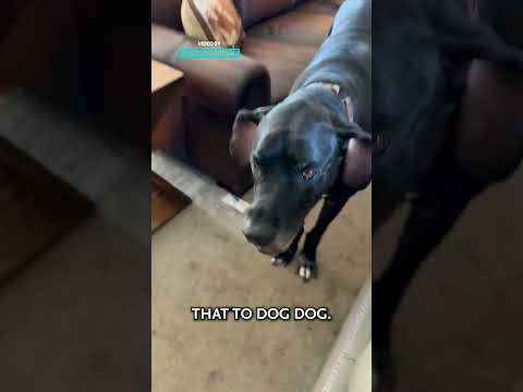 Handcuffed The Dog
