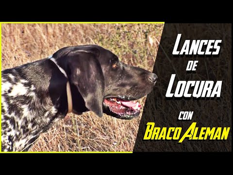 CAZA de CODORNICES con BRACOS en MEDIA VEDA ¡Espectacular!