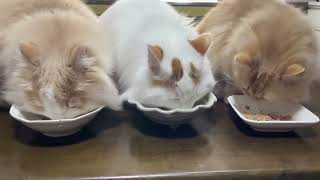 おはようニャン   猫 #shorts