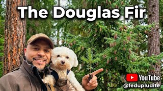 The Douglas Fir Tree