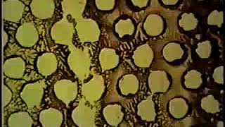 A Colour Box Len Lye remix