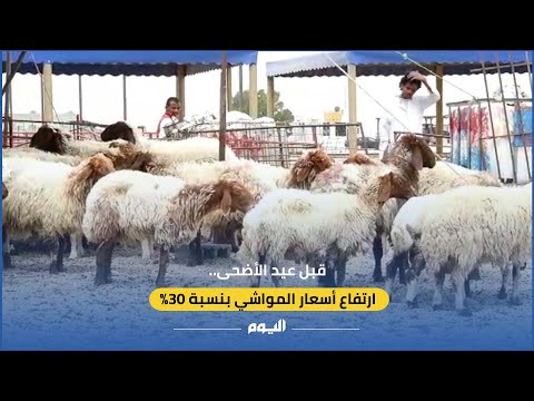 مع اقتراب عيد الأضحى.. ارتفاع أسعار المواشي تزعج البائع والمشتري