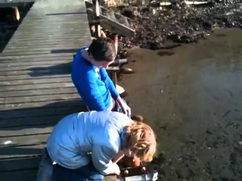 Badejern eller hjernedød?