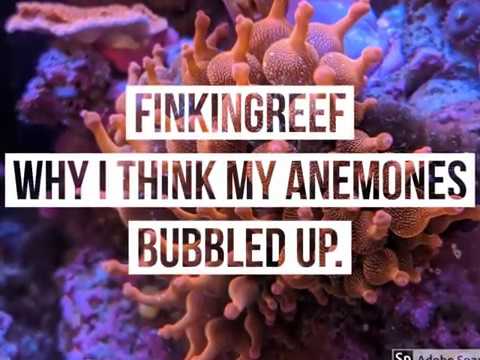 How Anemones Bubbled Up
