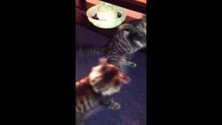 preview picture of video 'Banjo in cat fight with another cat the pas Mantoba my trip from brandon mantoba'