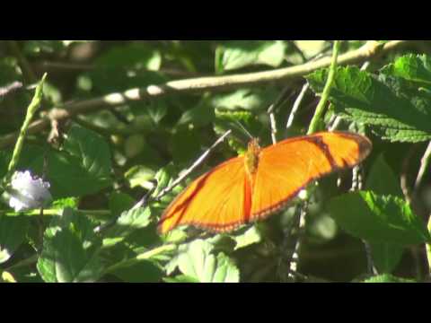 MARIPOSAS - Pequeña julia (Eueides aliphera) Video