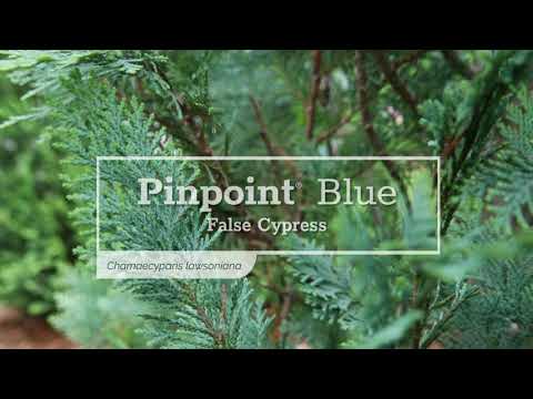 30 Seconds with Pinpoint® Blue