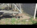 Stone Zoo Jaguar