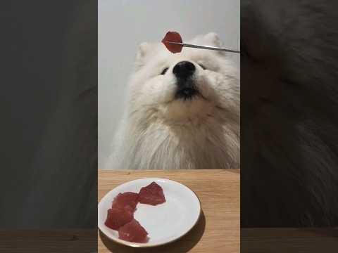 My Dog Catches His Dinner! #dog #samoyed #fish #sashimi #shortsvideo #shorts #food