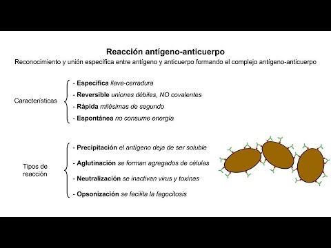 Inmunología 05- Reacción antígeno-anticuerpo