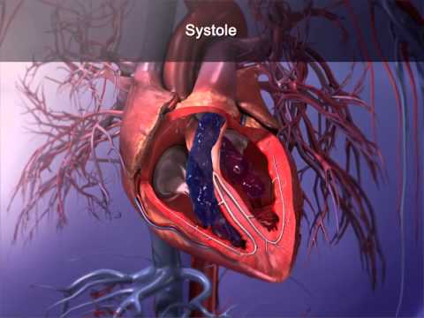Cardiac Cycle: Learn@Visible Body