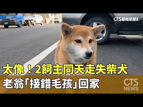 太像！　2飼主同天走失心愛柴犬　老翁「接錯毛孩」回家