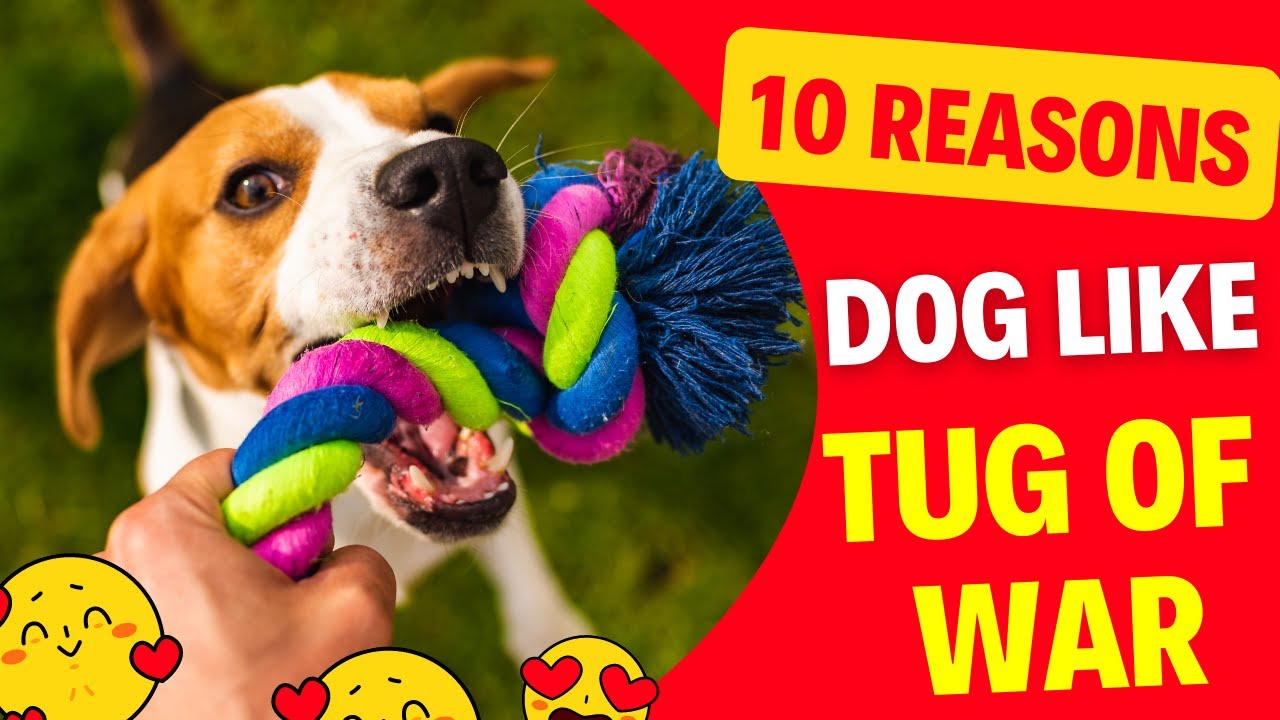 Why Do Dogs Like to Play Tug Of War (10 Reasons Explained & Answered)