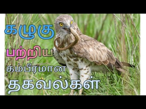 கழுகுகள் பற்றிய கம்பீரமான தகவல்கள்( Facts of Eagles )