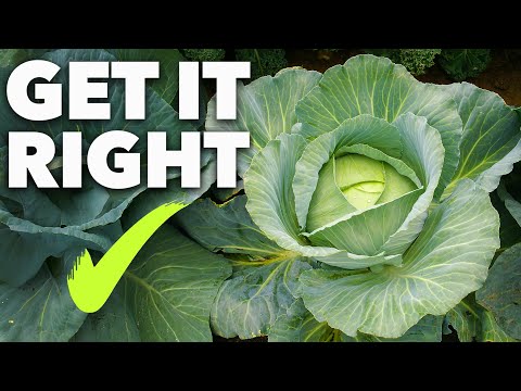 Cabbage Growing Masterclass: The Secret to Year-Round Harvests