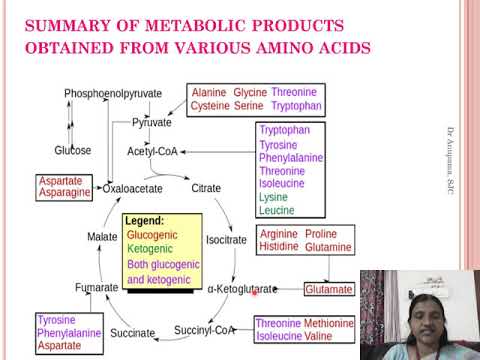 Glucogenic and Ketogenic Amino Acids