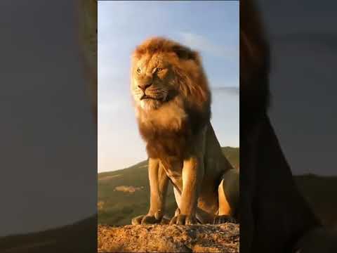 Lion Roar in Jungle Lion sound effects #shorts #lion #simba