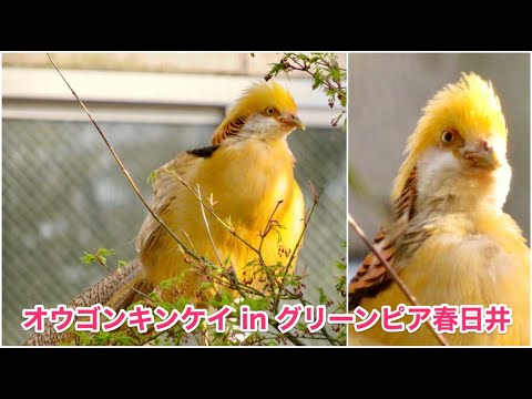 "Scutellariae" del Jardín Botánico Verde Urbano de la ciudad de Kasugai (Greenpia Kasugai)
