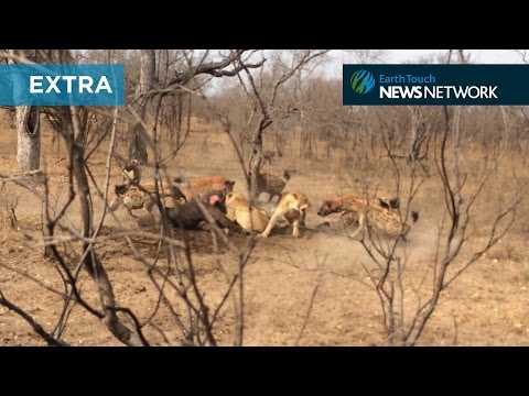 Hyenas take on lions in ferocious battle for food