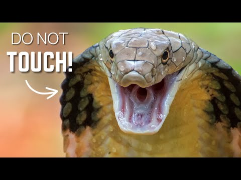 The mighty spitting cobra