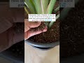 Easy Bird of Paradise care tips #planttingss #plantcare #plantcaretips #plantpeople #birdofparadise