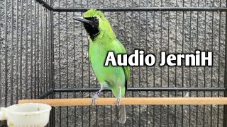 Download lagu Masteran Cucak Ijo Gacor Tembakan Panjang Kasar - Kasar mp3 Download lagu Masteran Cucak Ijo Gacor Tembakan Panjang Kasar - Kasar mp3