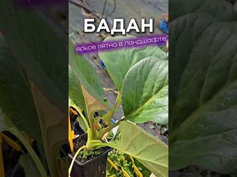 фото бадан сердцелистный. саженцы 22 руб. вечнозеленый многолетник 0