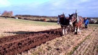 preview picture of video 'Scottish Clydesdale Horses Ploughing Mill Of Airntully Farm Perthshire Scotland'