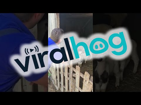, title : 'Flock of Sheep Talk Back || ViralHog'