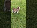 Pomsky dogs for sale: Violet - Video 1