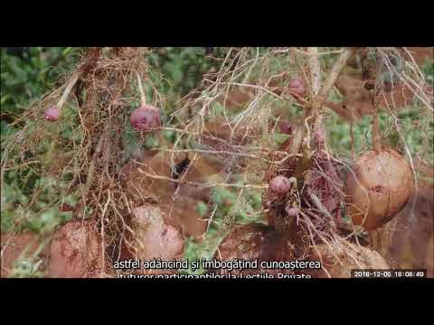 2018 12 05 PM Public Teaching in Romanian - Cursuri publice în română