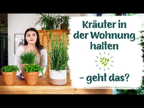 Kräuter in der Wohnung? Wir zeigen dir wie es funktoniert!