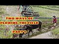 PLOWING RICE FIELD WITH THE CARABAO|During Farming Season.