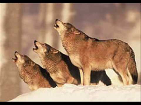 wölfe freiburg- der letzte Schlag