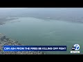 Thousands of fish dying off in Lake Elsinore amid Airport Fire; biologists monitoring water