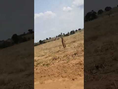 compra e venda de gado sul Tocantins Araguaçu capital gado branco e tradição gado