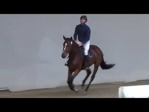 Dancing wing semilly ( Diamant de semilly X Ulior des isles X St Brendan xx )