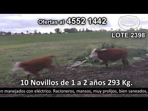 Lote 10 Novillos 1 a 2 años 10 Polled HE 293kg -  en Los Fresnos. Tarariras